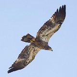 12SB4963 Immature Bald Eagle